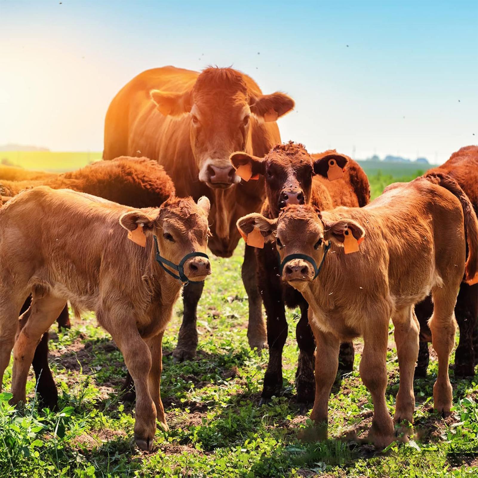 Cattle Halter Cattle Training  - Heavy Equipment Yard のレビューと価格