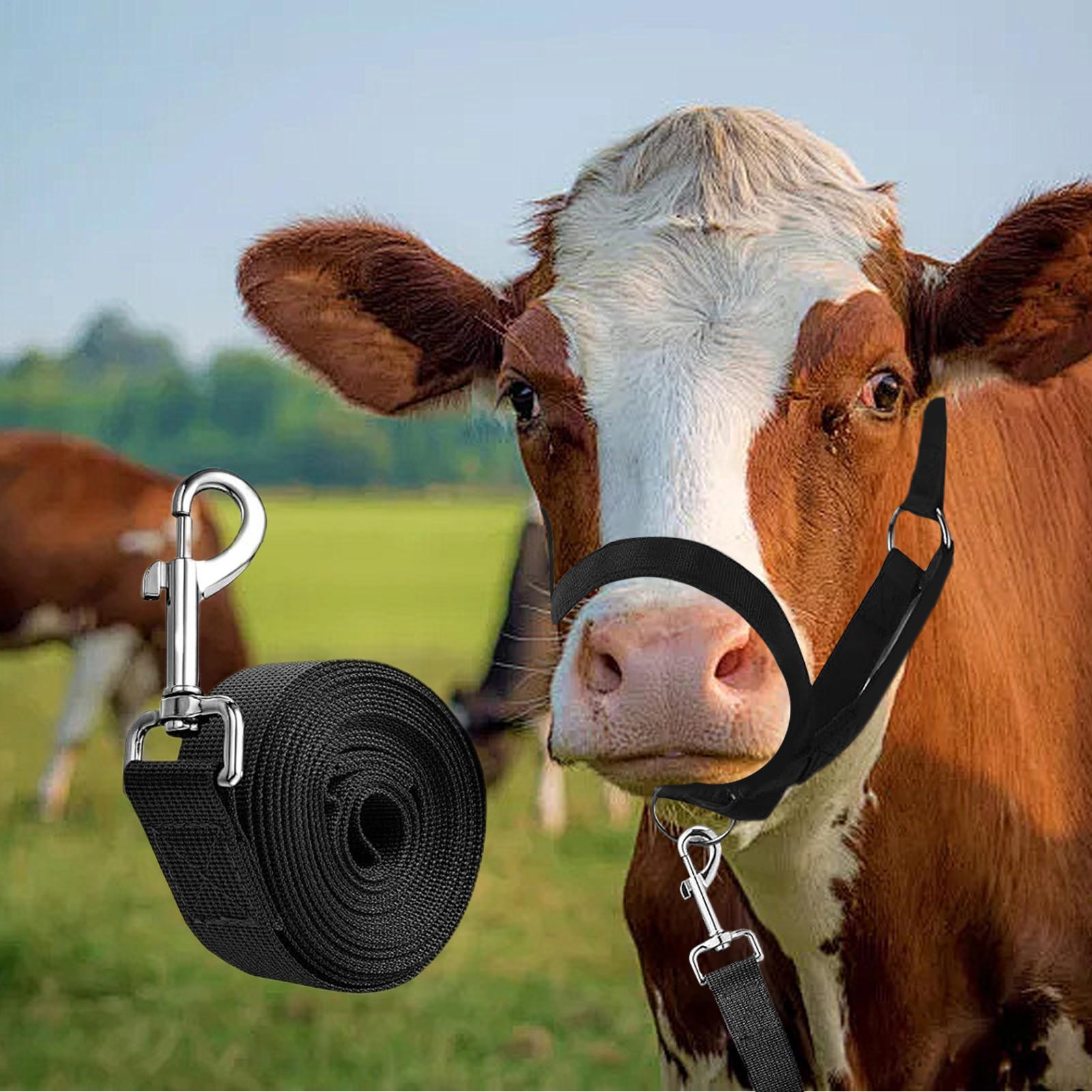 Cattle Halter Cattle Training  - Heavy Equipment Yard のレビューと価格