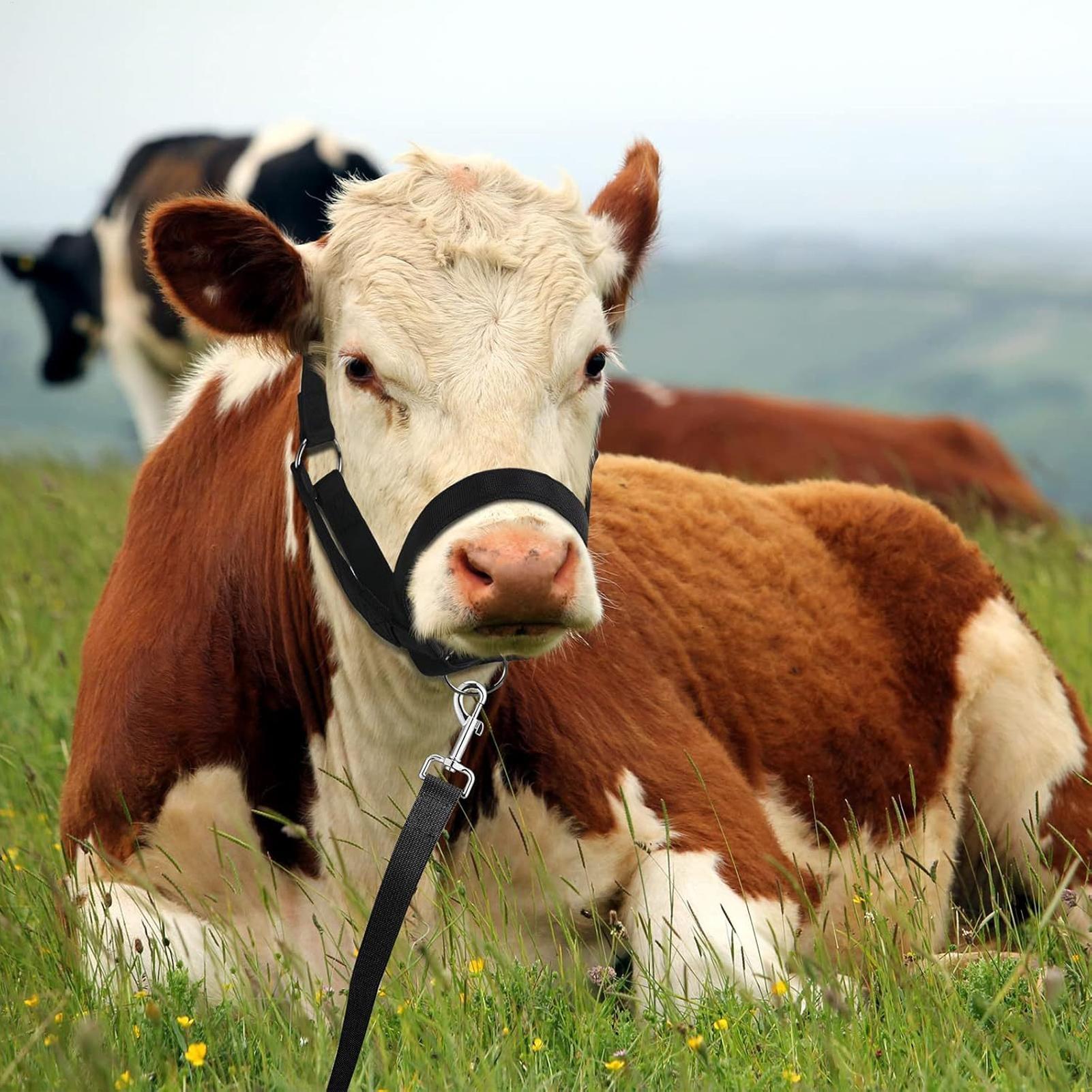Cattle Halter Cattle Training  - Heavy Equipment Yard のレビューと価格
